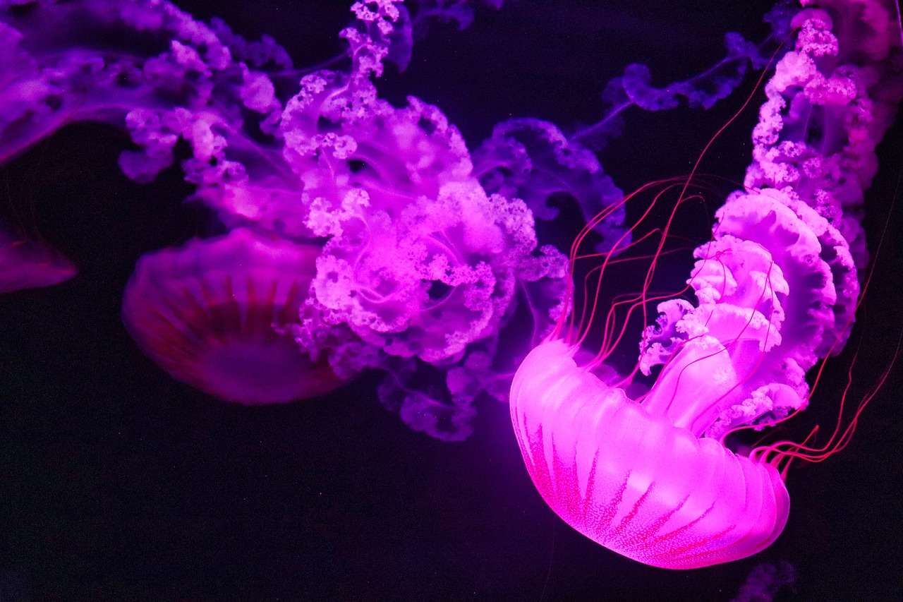 New England Aquarium
